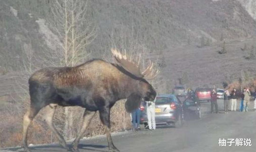 它被称为“避水金睛兽”，在国外泛滥成灾，最终只能养狼对付它们！