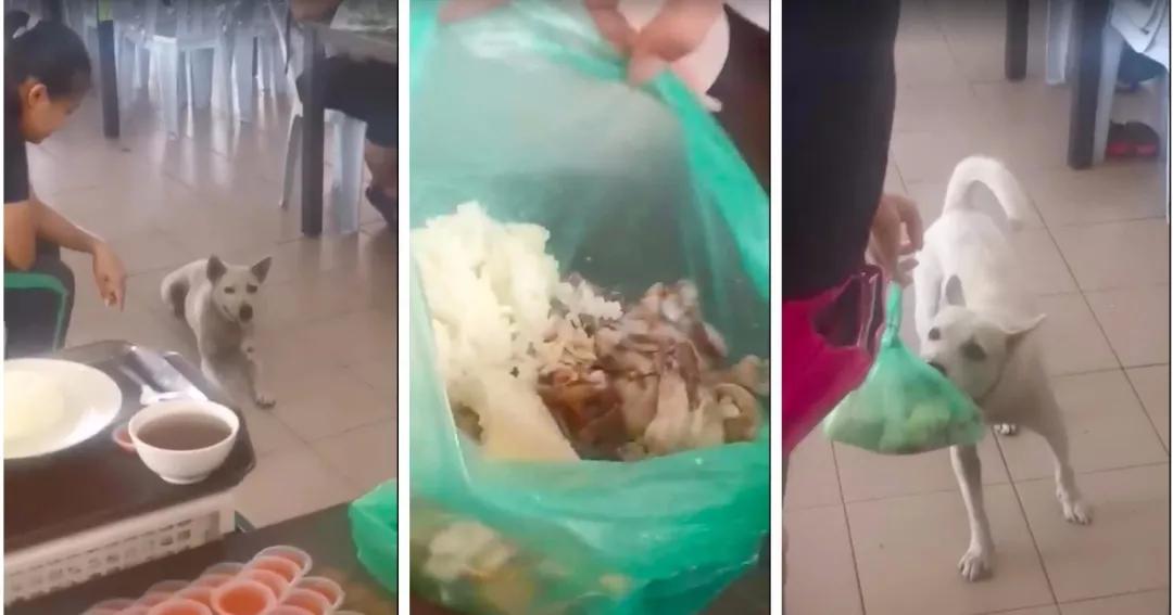 流浪狗每天去饭店打包，从常客变成了网红，画面令人动容