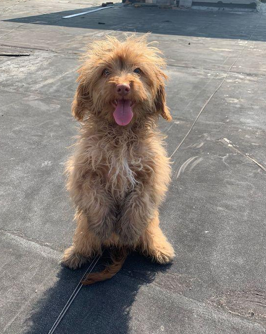 看到只会作揖的泰迪，全身有点脏，看上去让人十分心疼