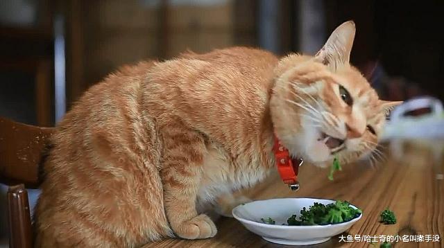 主人表示：自家的貓每時每刻都在等待開飯，這貓是餓死鬼托生嗎