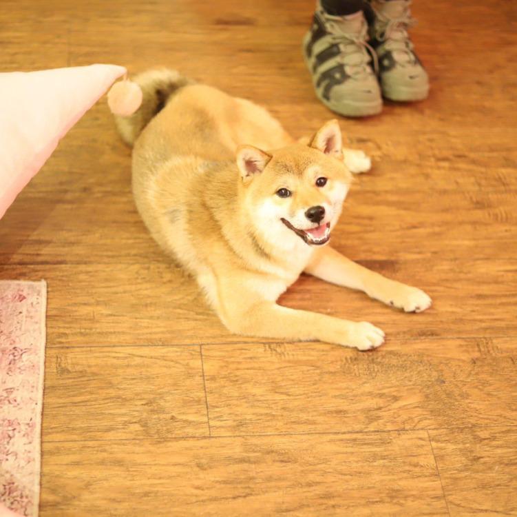 【宠物大学问】犬吃了驱虫药拉稀怎么办