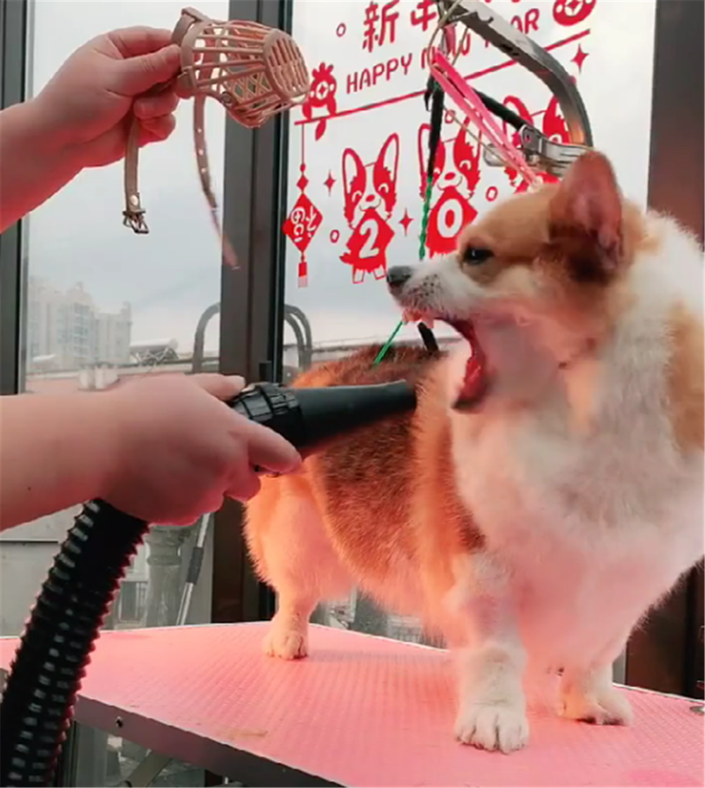 柯基吹风龇牙咧嘴, 小姐姐把嘴套放在狗面前, 狗: 大姐我服了…