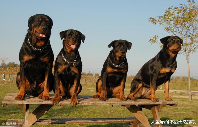 养罗威纳的5种不文明行为，宠主一定要说“不”！