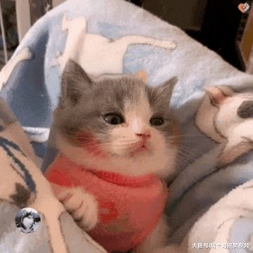 猫咪还没一岁，结果过上了“老年人”的生活，萌化主人的心