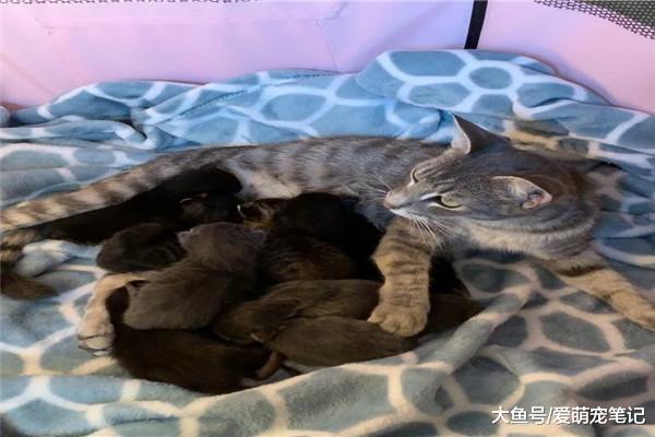 怀孕的流浪猫主动向人类碰瓷，被救后生下8只小猫，感叹母爱伟大