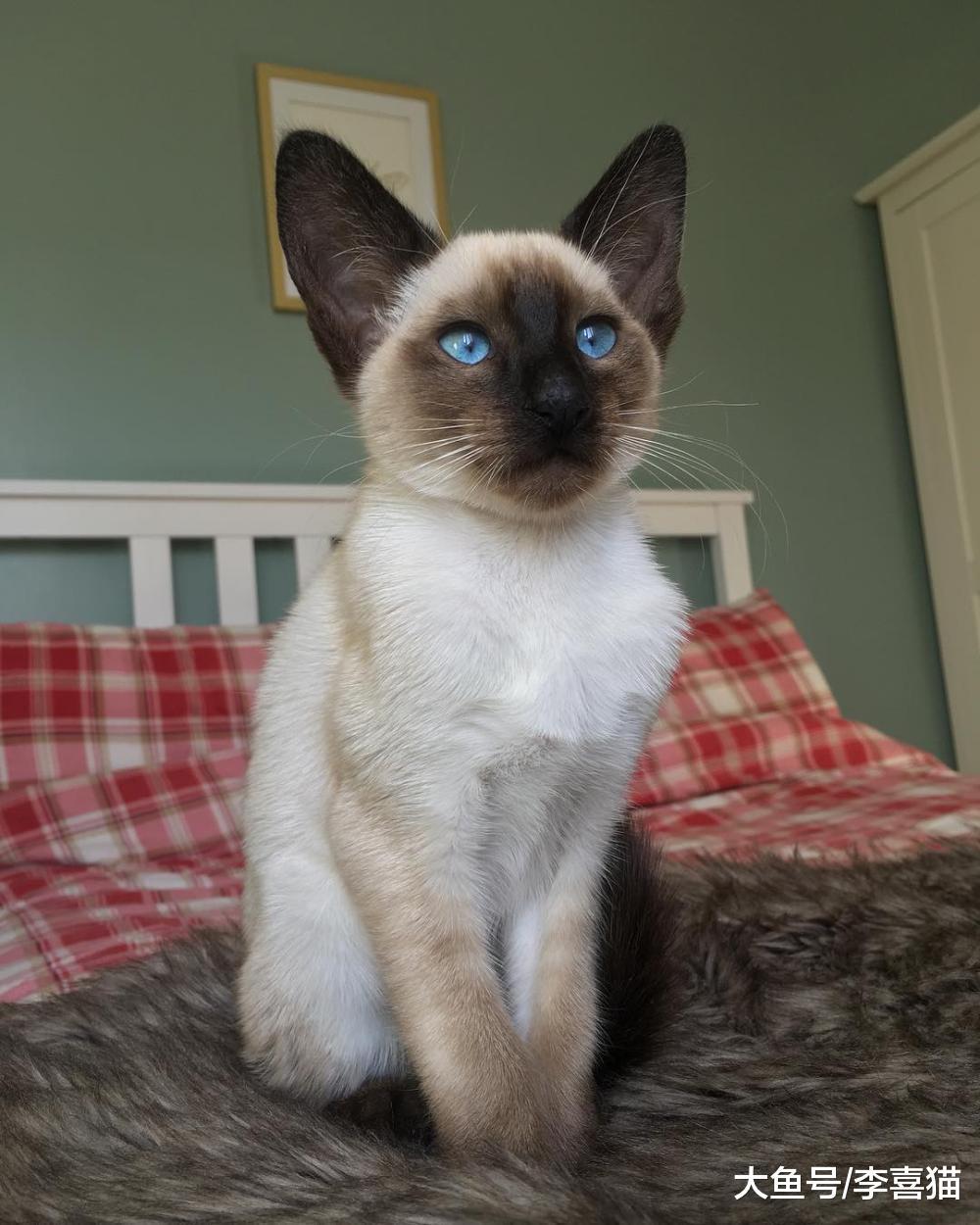 貓咪中的挖煤小天使有很多種，不要見到黑臉就以為是暹羅貓哦！