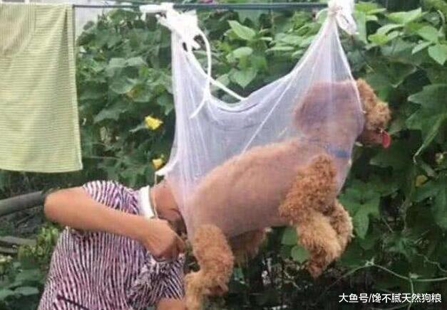 对泰迪犬来说，主人的这5个惩罚，如同毒打