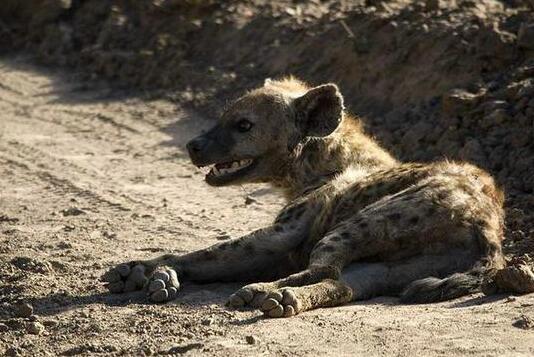 鬣狗遭狮子锁喉，本以为会惨死于狮口，但你猜后来发生了什么？