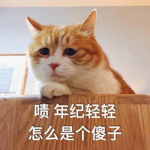 30秒告诉你——你适合怎样的猫