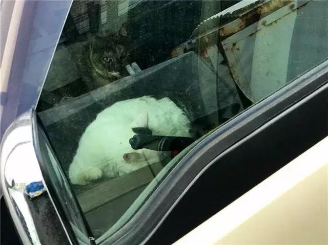 铲屎官为爱猫改装面包车, 特别准备小门与空调, 让破车成猫咪乐园