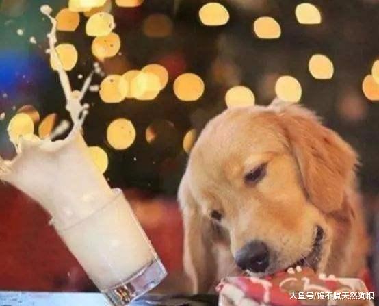 训练金毛时不能犯的5大错误，一旦犯了，训练效果肯定“差评”！