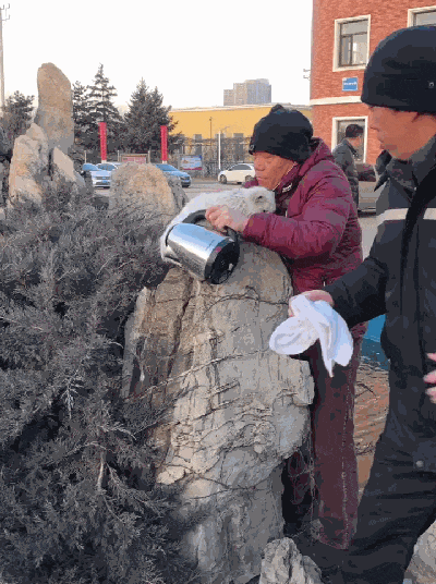 流浪猫尾巴被冻在假山上, 急得喵喵叫, 好心人的举动暖心了……