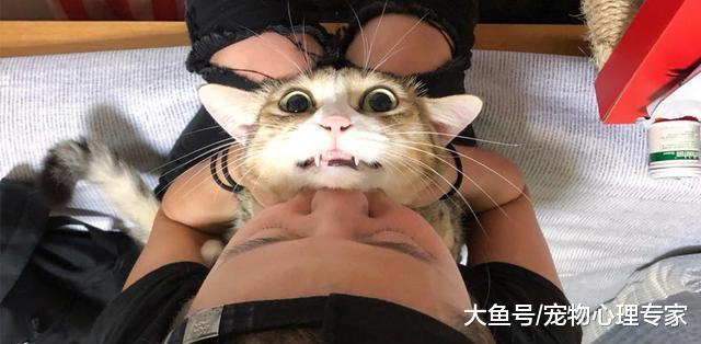 辟谣！猫咪被亲总会伸爪拒绝，是嫌主人有口臭还是纯属在害羞？
