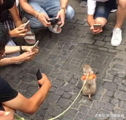女子牵土拨鼠出门，路人看后纷纷拿出手机，鼠：出个门变网红了？