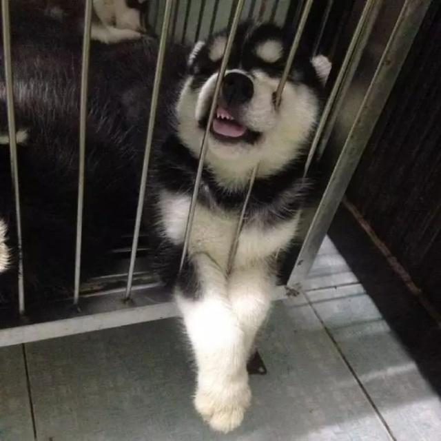 哈士奇顺产了一窝小可爱, 不过这些二哈们的睡姿似乎有点与众不同