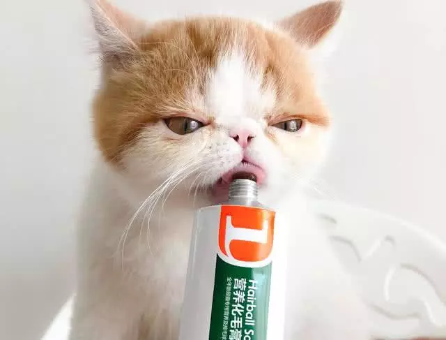 8年养猫经验告诉您，别给猫买这些东西，猫咪根本用不到