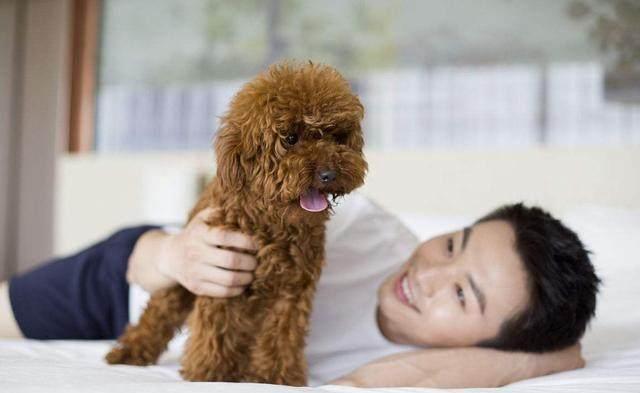 泰迪出現這5種行為，可能是老年癡呆，主人要多加留意！