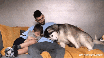 女主人领养了只黑猫，结果大白狗不开心了，狗：还敢带回家