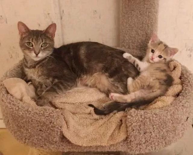 猫妈妈带着小猫在街上讨食，却被其它流浪猫围攻，报亭大妈出手了