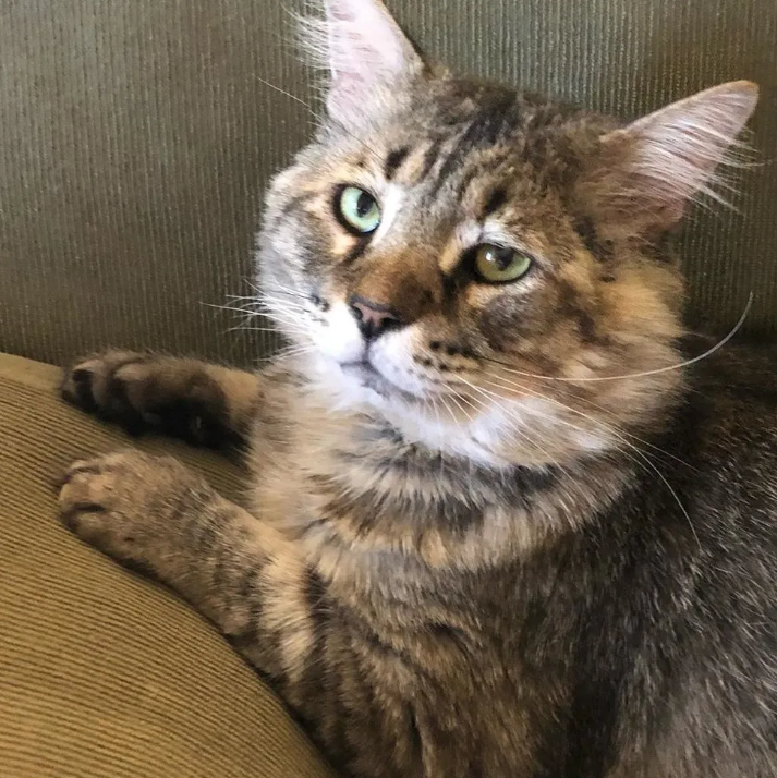 老猫在外流浪14年，被救以后知恩图报，尽心尽力帮助照顾其它小猫