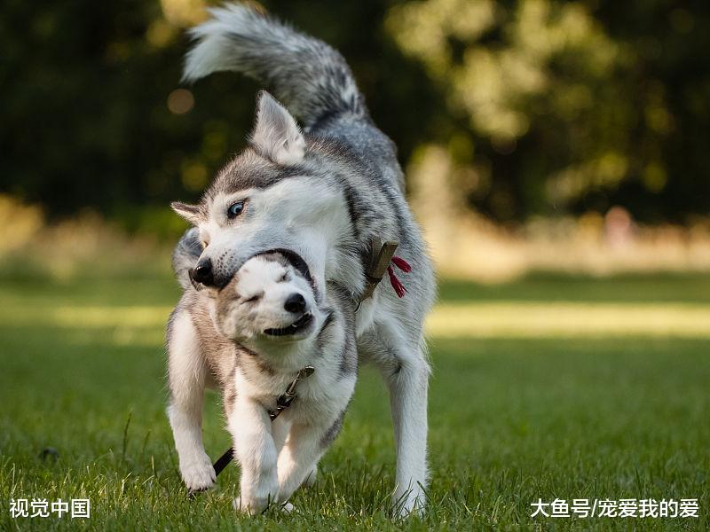为什么狗狗老是咬尾巴？无外乎这几个原因，早看早让它不那么受折磨！