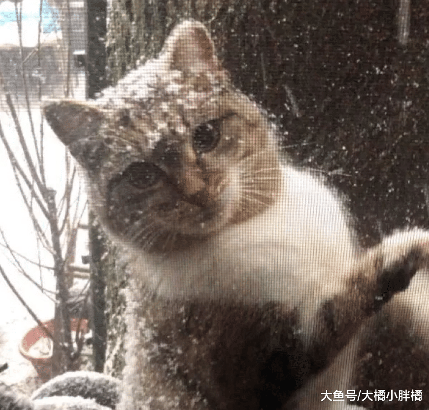 流浪猫带着3只小猫向女子求助，它却跑掉了，2年后被冻得又来求助