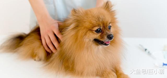 狗狗身上有蜱虫？你要担心它会不会患上莱姆病，莱姆病的5个迹象