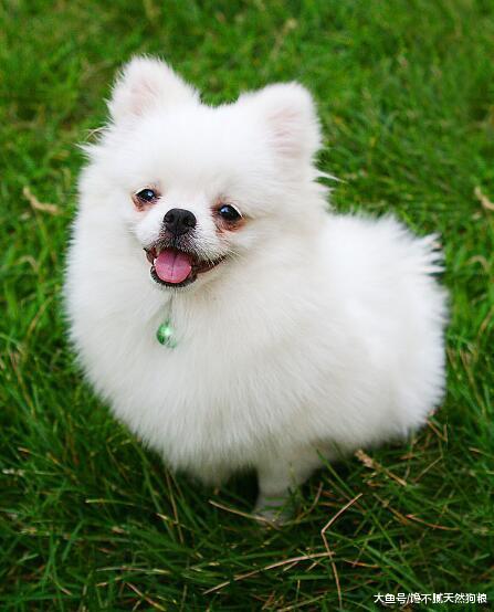 盘点10大最受欢迎狗狗，你家的榜上有名吗？