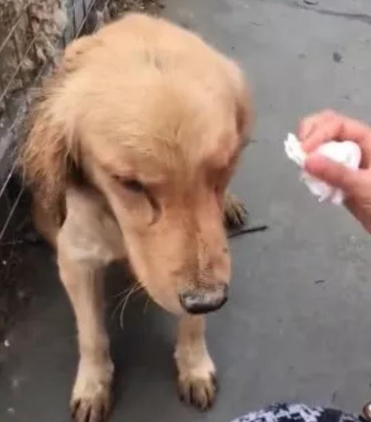 失踪近两周的金毛, 最终在贩子手上找到, 主人泪流满面