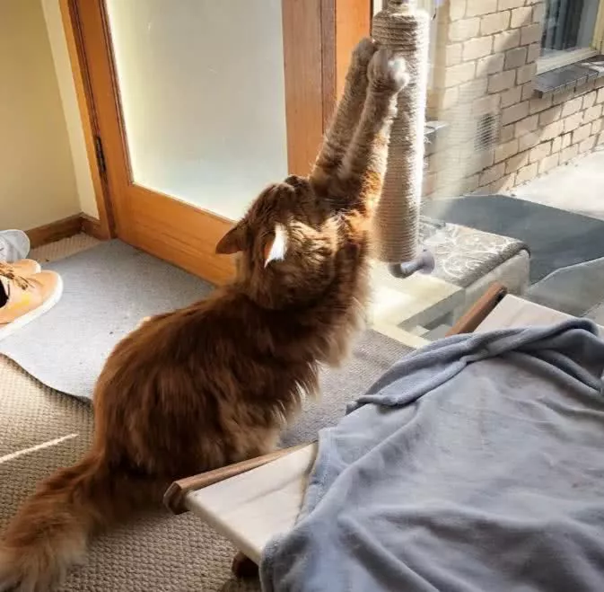 本想养个小可爱，没想到，这货居然破了吉尼斯世界纪录！