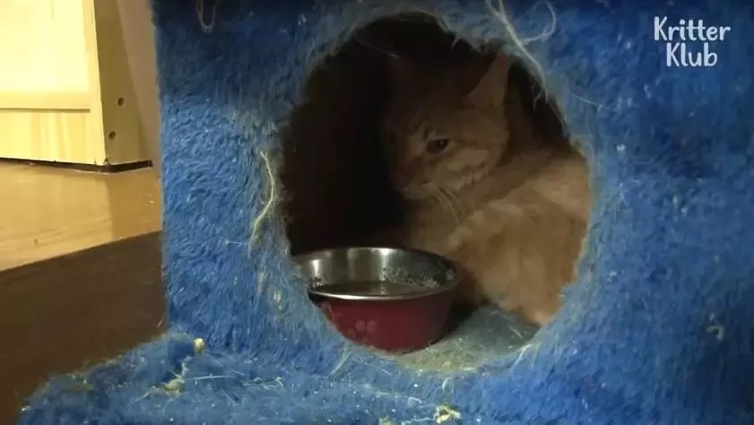 因为爱，这只橘猫爆瘦成一道闪电