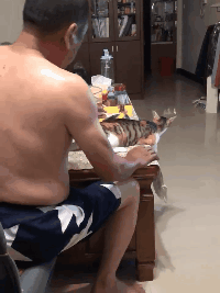 父亲当初阻止养猫，直到有天网友加夜班回家，开门后看到了这场景