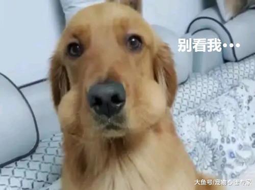 发现金毛脸肿了, 主人一说带它去医院检查, 这货直接兜不住了