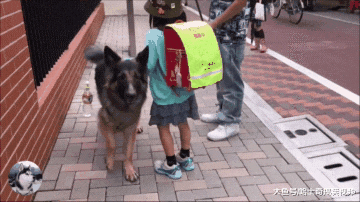 德牧去学校接小主人，同学看了很羡慕，给人很足的安全感