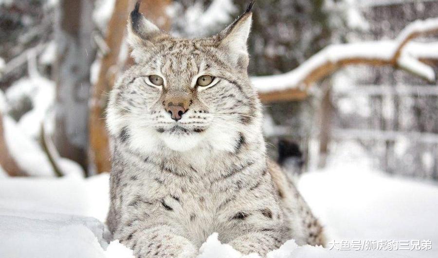 它是最不怕冷的一种猫科动物, 雪山上除了雪豹, 就属它“最横”