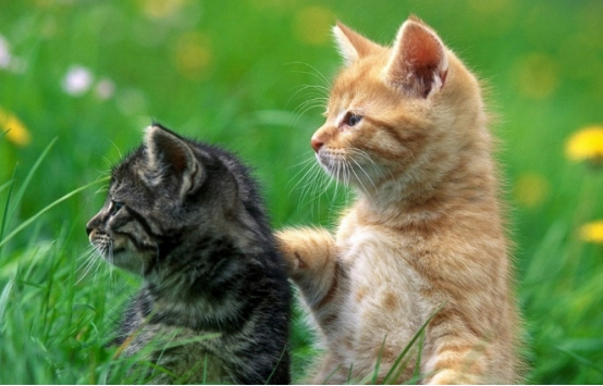 若猫咪做出这些行为，说明它很讨厌你，主人要注意了