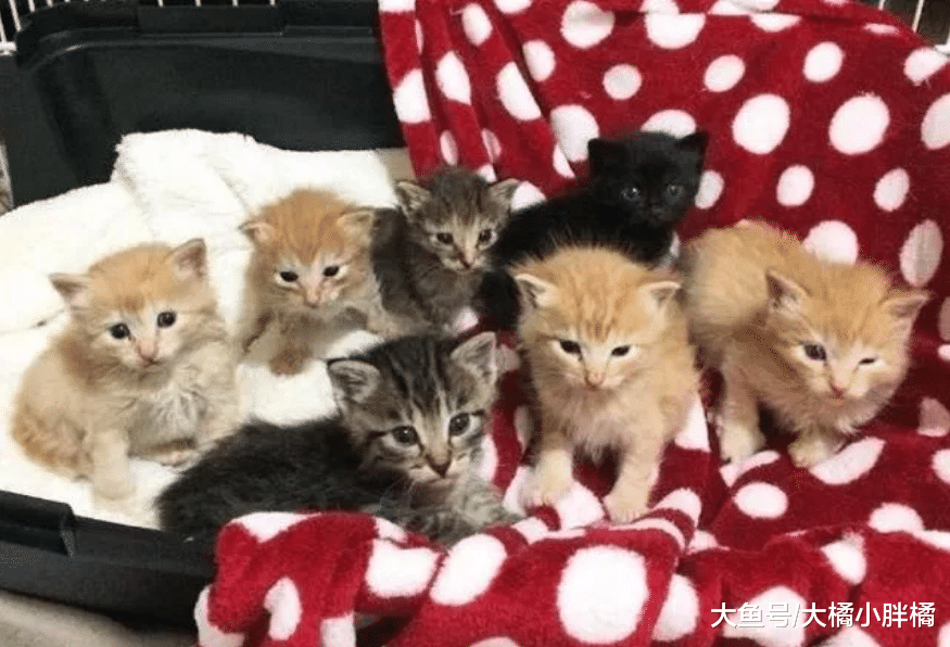 女孩捡到7只湿漉漉的小猫，免费养大后送去新家，却回扣了2只猫
