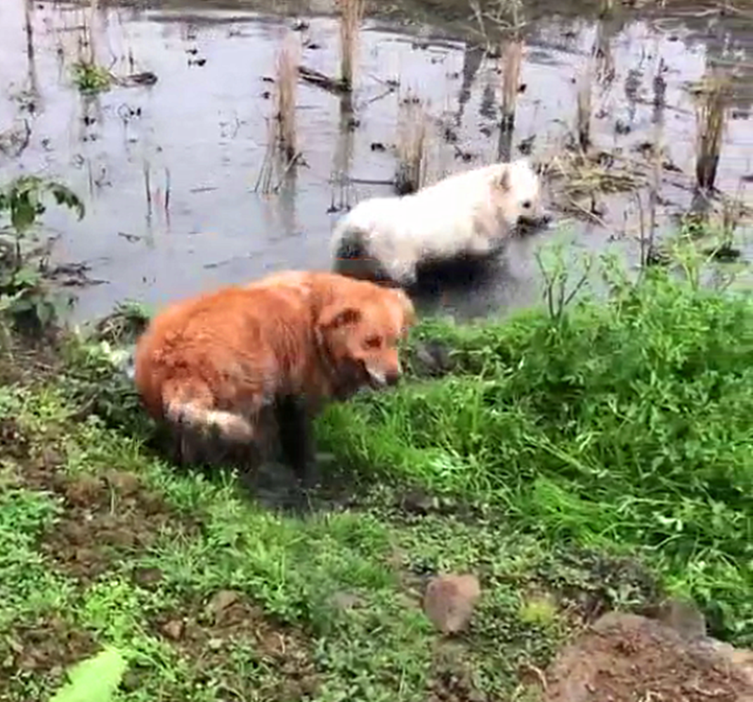 金毛和薩摩到農村放飛自我，跳進泥坑里不出來，狗：好嗨哦……