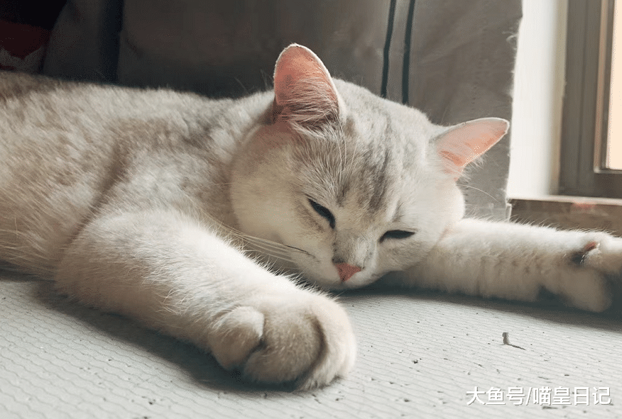养猫的人才体会到的7个温暖瞬间：冬天暖脚夏天陪寝，还能治失眠
