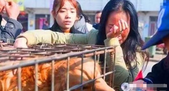 金毛不慎丟失后，主人終于在屠宰場找到，沒想到金毛已經被...