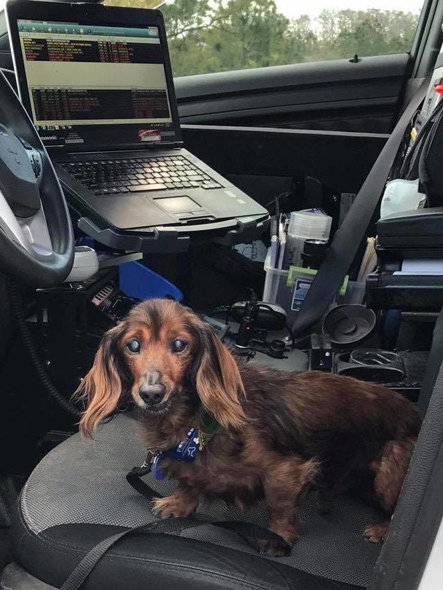 年齡只是一個數字，十九歲高齡狗狗不服老，陪主人到處玩