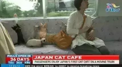 流浪猫为了不再被抛弃，努力表现讨好主人，看完泪目