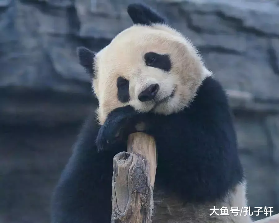 这年头连大熊猫都知道自己是“国宝”了, 没点“气势”怎么敢出来混!