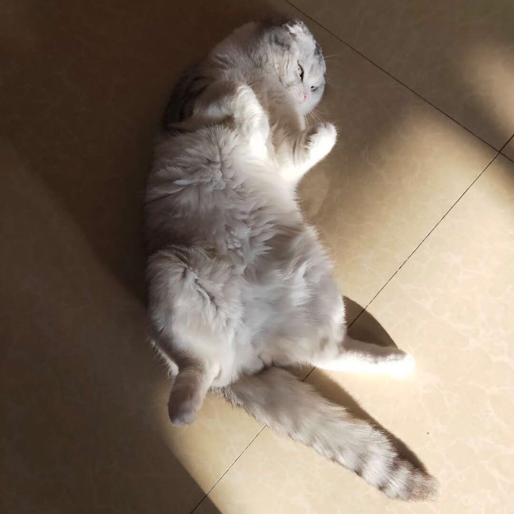 你的猫还有三秒到达战场，请做好准备！结果……哈哈哈笑死我了