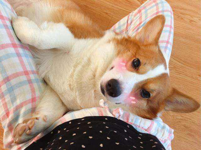 人与狗的感情是对等的，狗狗有这些行为表明：它对你是真爱！