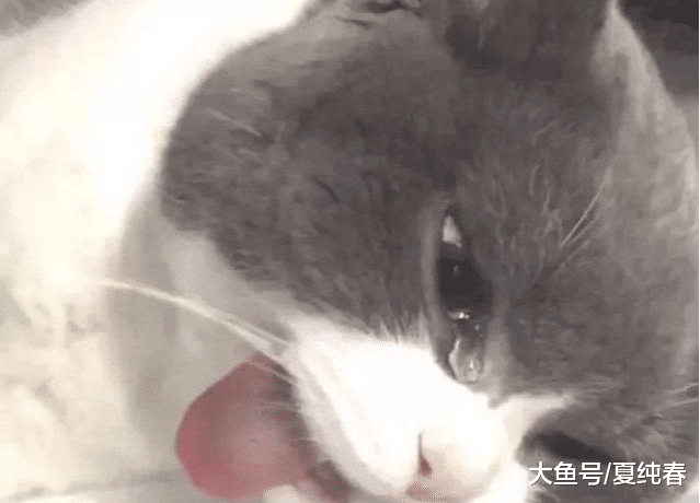 猫咪被割蛋蛋后生无可恋，吐舌流泪，我没脸见隔壁小花啦……