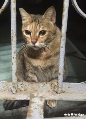 流浪猫每天都在同一个位置讨食，被橱窗折射后，变成一只像素猫咪