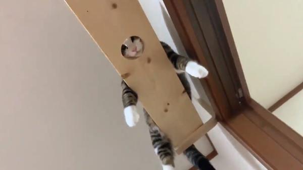 猫咪跟主人玩捉迷藏，主人半天找不到它，猫咪：我在这里呢