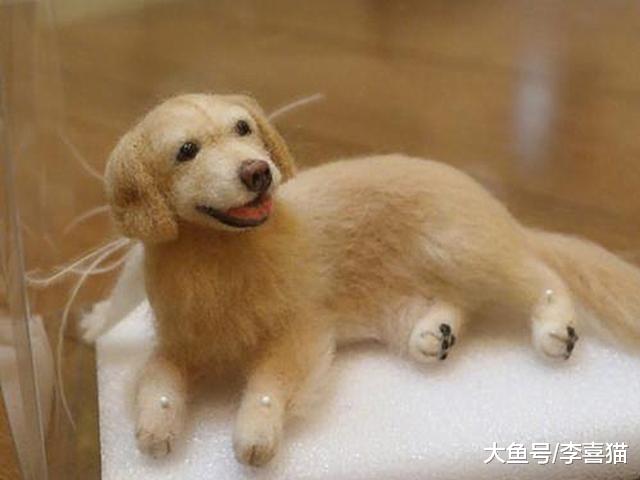 我们应如何面对宠物的离去？四点方法令铲屎官快速走出悲伤