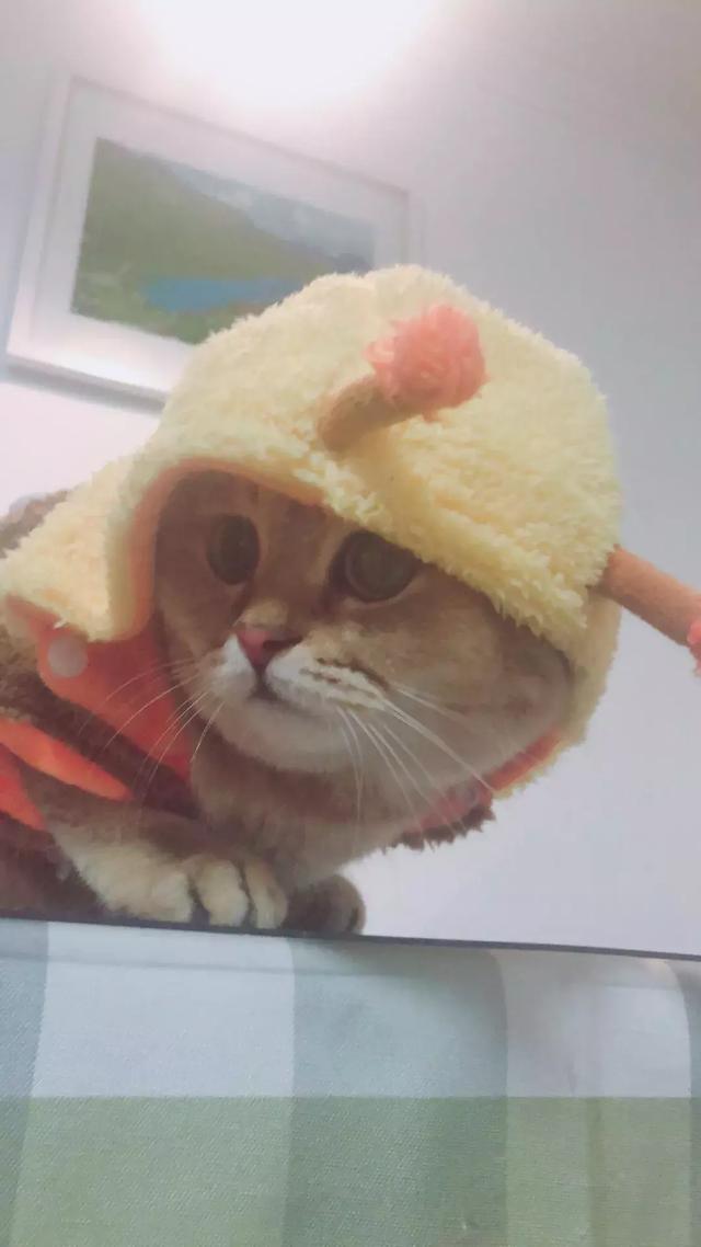 猫咪被主人打扮成小蜜蜂造型，戴上帽子一瞬间猫咪呆住了